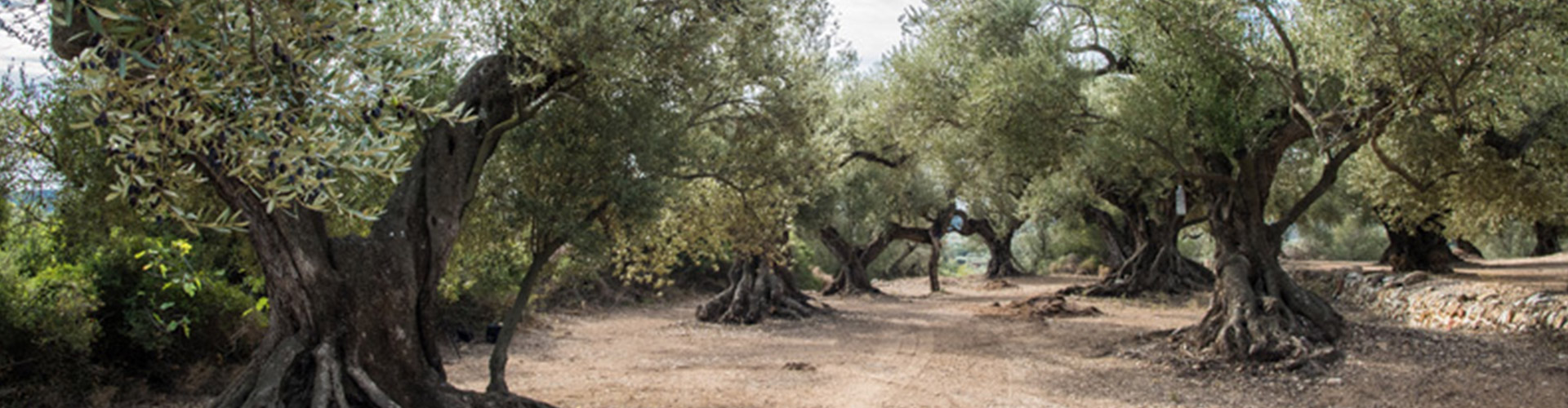 olivos_almapicante